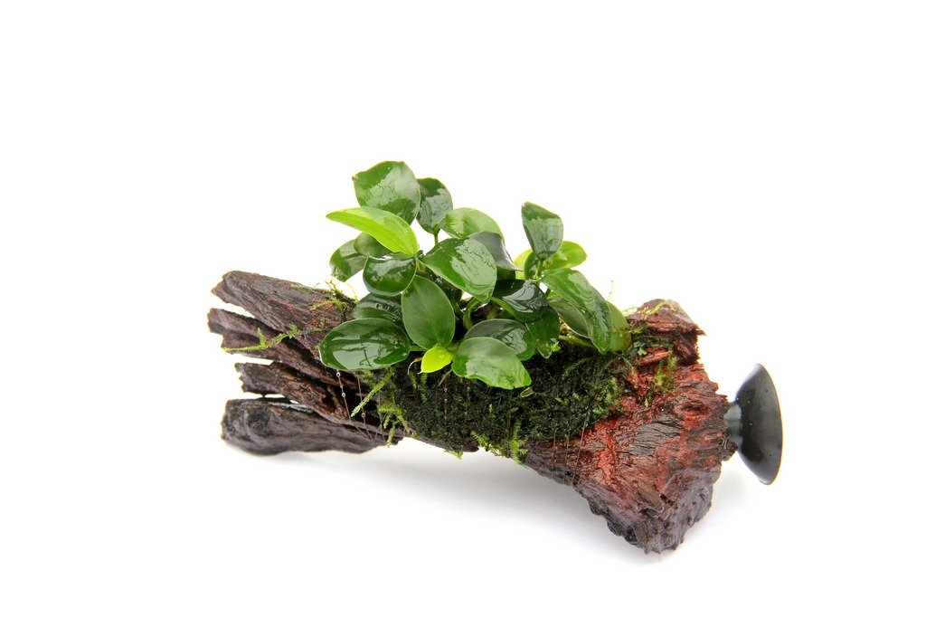 ALOHA Anubias BONSAI Nanowood Sauger