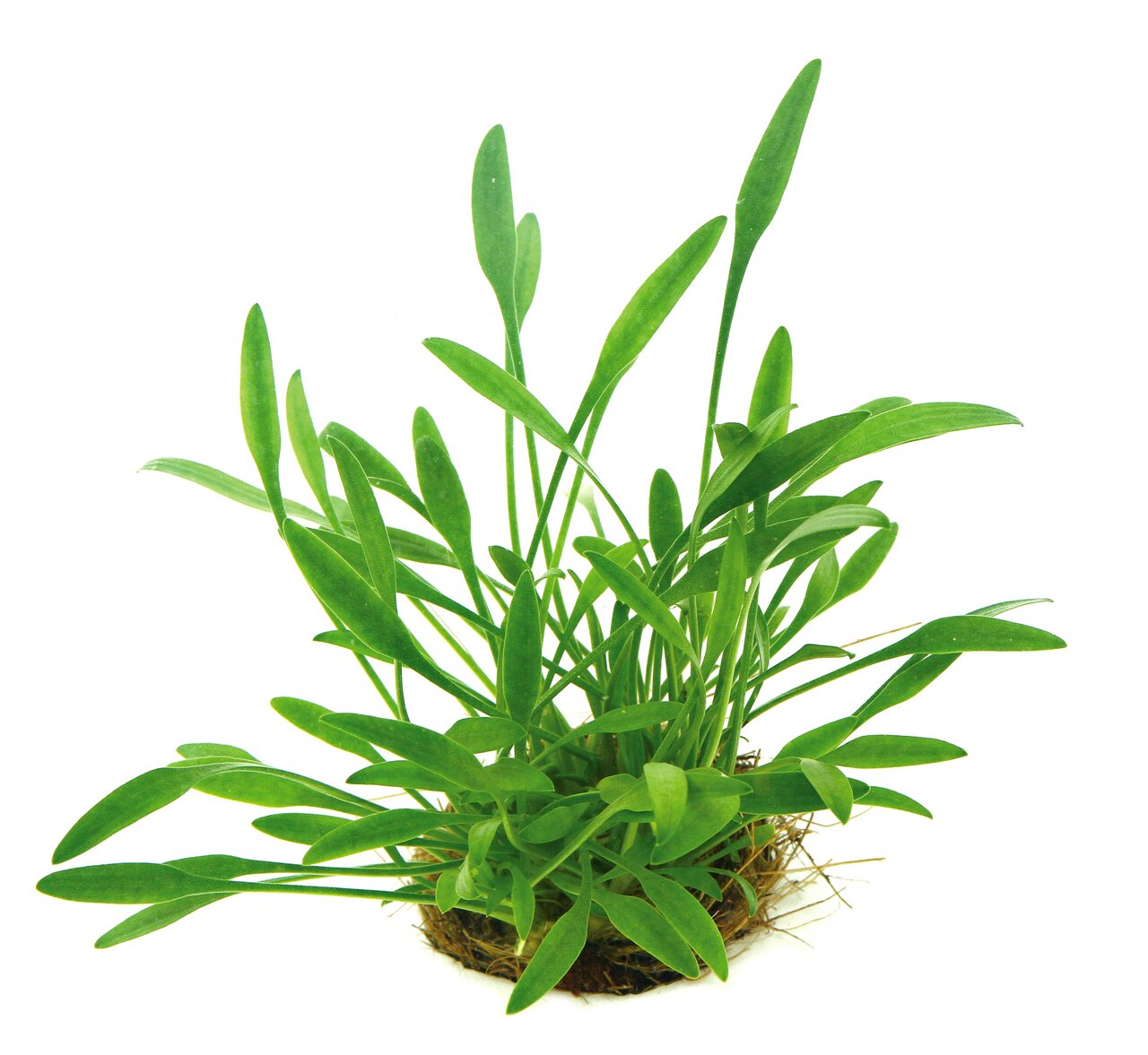 Das Bild zeigt die Wasserpflanze Lilaeopsis brasiliensis, auch bekannt als Brasilianisches Gras. Sie ist eine beliebte Aquarienpflanze mit schmalen, grünen Blättern, die in einem dichten Büschel wachsen. Die Pflanze ist auf einem Substrat aus Kokosfasern 