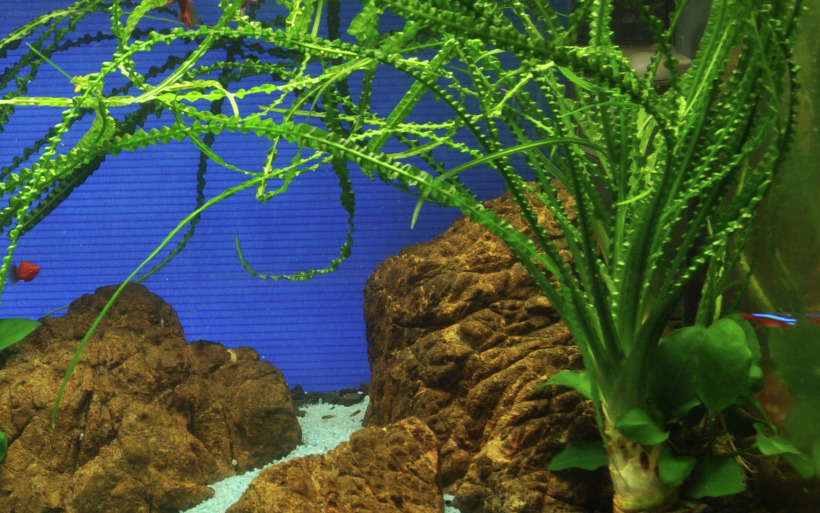 Das Bild zeigt eine üppige Wasserpflanze der Marke Tropica, vermutlich Vallisneria spiralis, in einem Aquarium. Die Pflanze ist für Aquarienliebhaber geeignet und dient als Dekoration sowie Sauerstofflieferant. Im Hintergrund sind blaue Rückwand und Felse