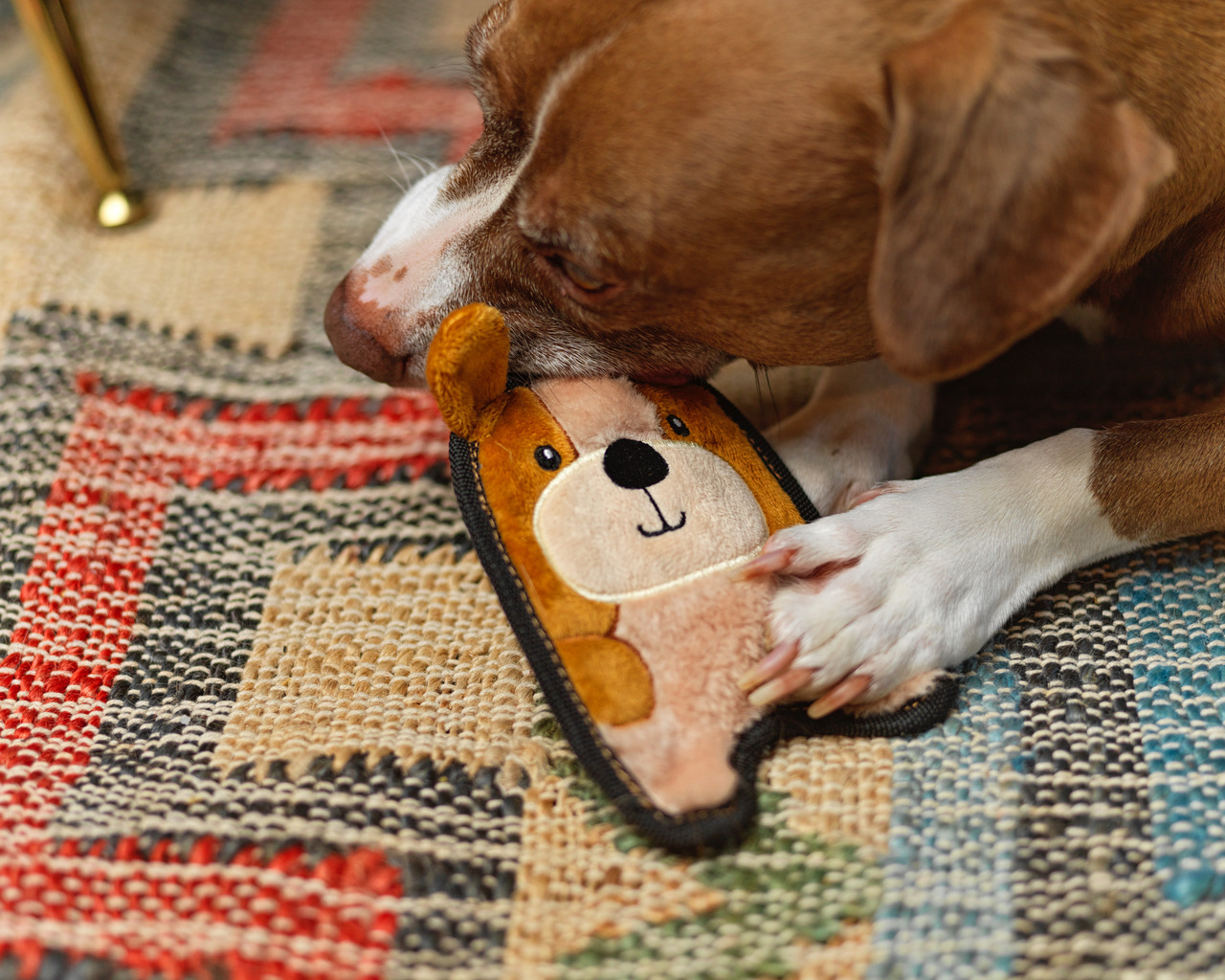 Outward Hound Invincibles Plush Bear, für Hunde, robust, quietschend, ideal für interaktives Spielen.