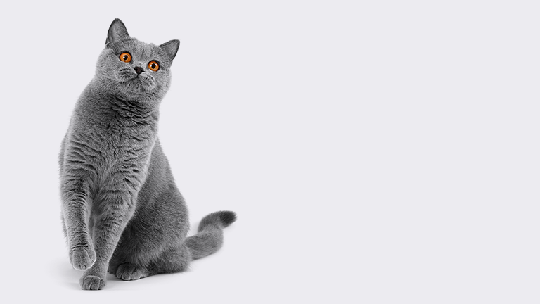 Faq Banner Footer Hell%20 %20erlebnismrkte%20mobile