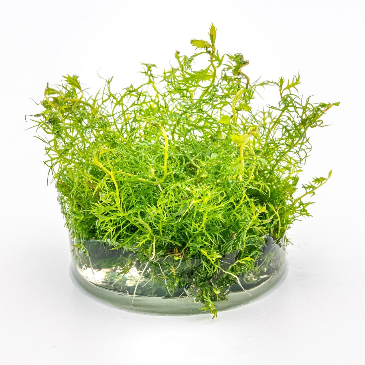 Taxiphyllum barbieri (Javamoos), leuchtend grün, ideal f. Aquarien, Versteck f. Fische-Garnelen, verbessert Wasserqualität.