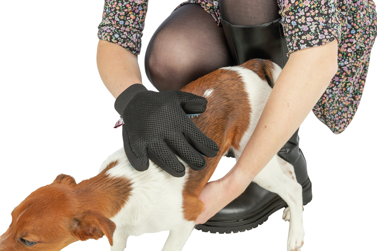 Auf dem Bild ist eine Person zu sehen, die einen kleinen Hund mit einem TRIXIE Pflegehandschuh bürstet. Der Handschuh ist schwarz und speziell für die Fellpflege von Hunden entwickelt. Zielgruppe sind Hundebesitzer, die Wert auf einfache Fellpflege legen.