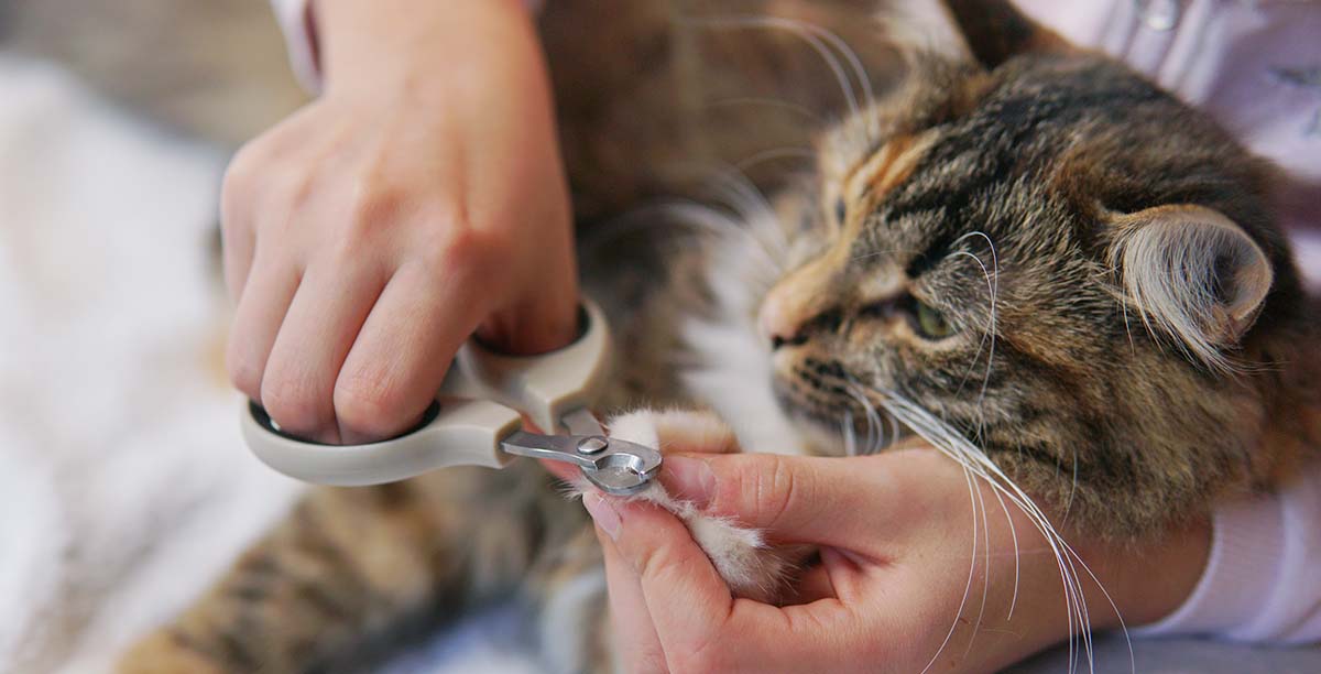 Krallen schneiden bei der Katze: Alles über Krallenpflege