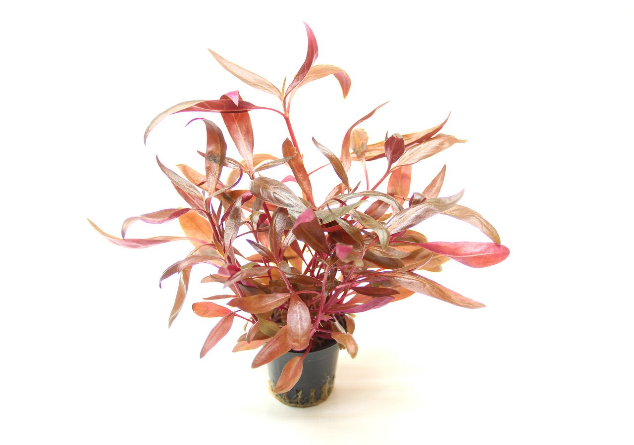 Das Bild zeigt eine Wasserpflanze der Marke ALOHA, die unter der EAN 4251127231464 identifiziert wurde. Es handelt sich um eine Ludwigia repens, eine beliebte Aquarienpflanze mit rötlich-grünen Blättern. Die Pflanze ist in einem kleinen schwarzen Topf mit