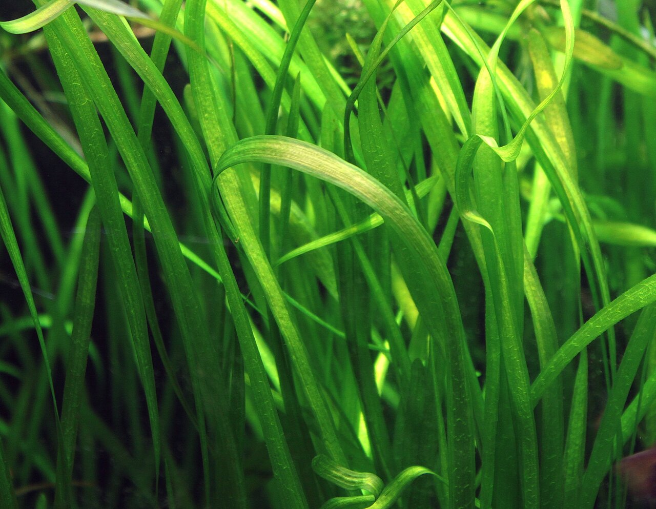 Das Bild zeigt eine Nahaufnahme von leuchtend grünen Wasserpflanzen, die sich in einem Aquarium befinden. Die langen, schmalen Blätter sind lebendig und gesund, was auf eine optimale Pflege und Wasserqualität hinweist. Diese Pflanzen eignen sich ideal für