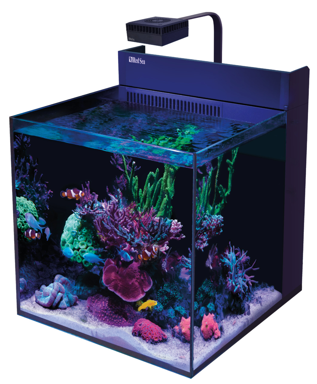 Red Sea Max Nano Aquarium, ideal f. Meerwasseraquaristik, inkl. LED-Beleuchtung, lebhafte Korallen, bunte Fische, gelber Doktorfisch.