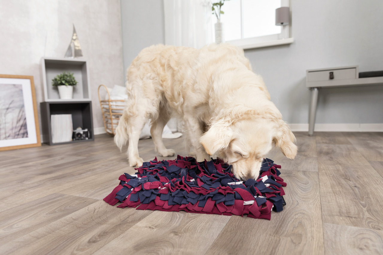 Trixie Strategie-Spiel Schnüffelteppich Dog Activity Hunde Spielzeug 50 x 34 cm