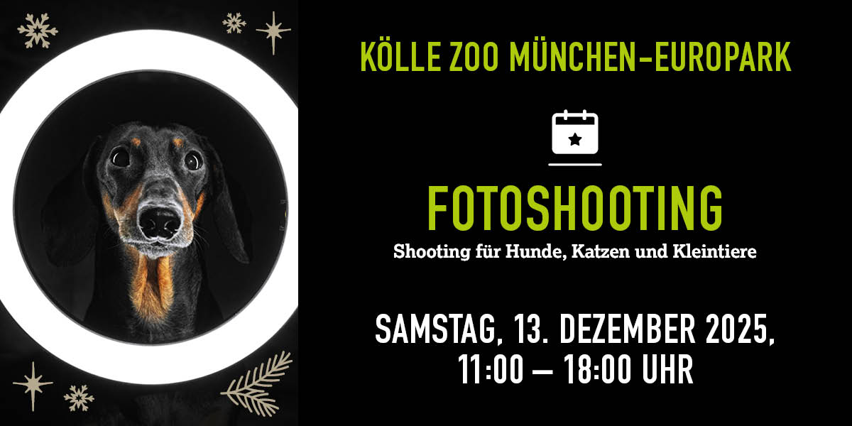 Hund schaut durch runden Lichtring, Infos zu Fotoshooting im Kölle Zoo München Pasing am 13. Dezember 2025.