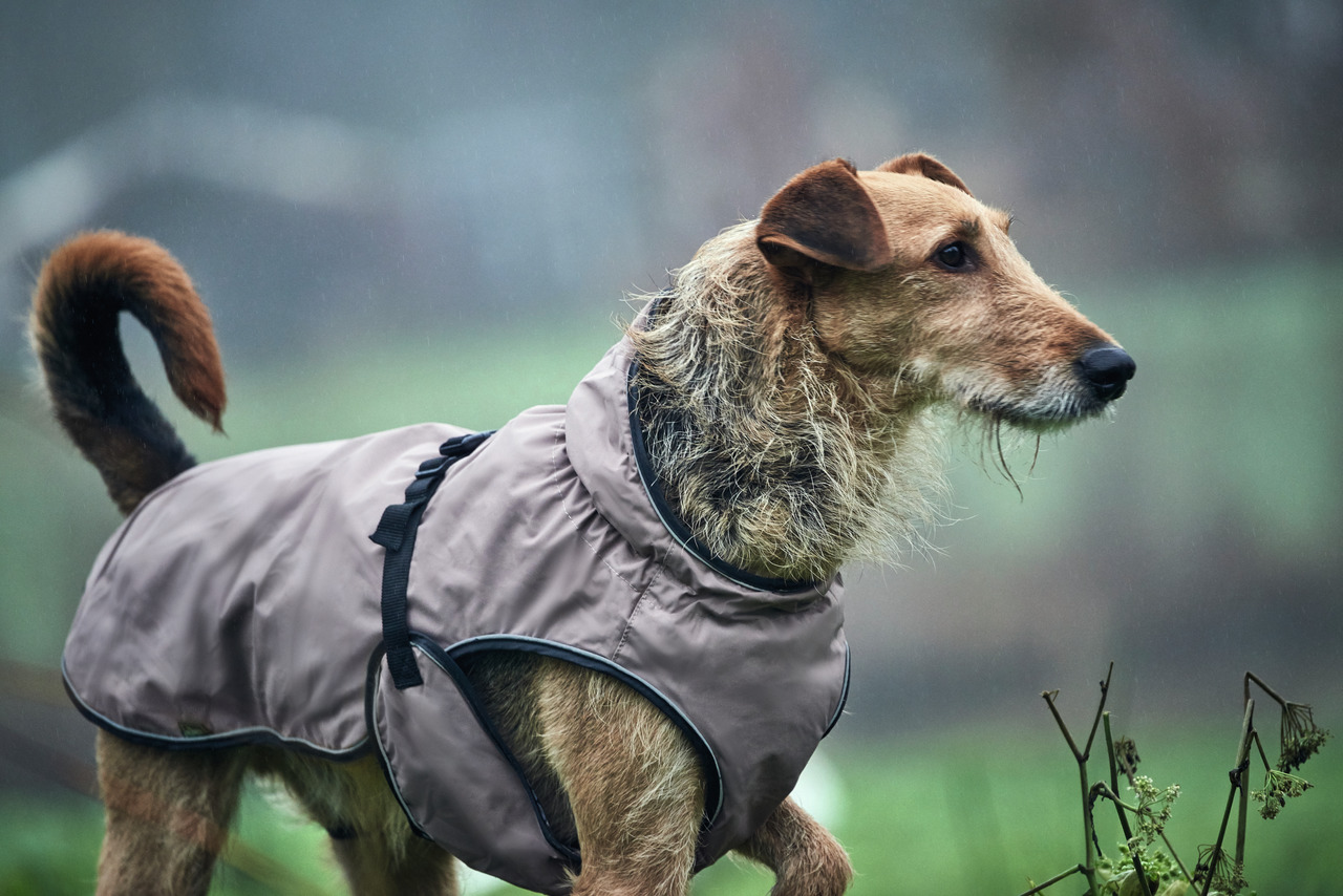 HUNTER Hundemantel, beige mit schwarzen Gurten, wetterfest, für mittelgroße Hunde, ideal bei Regen. Zielgruppe: Hundehalter.