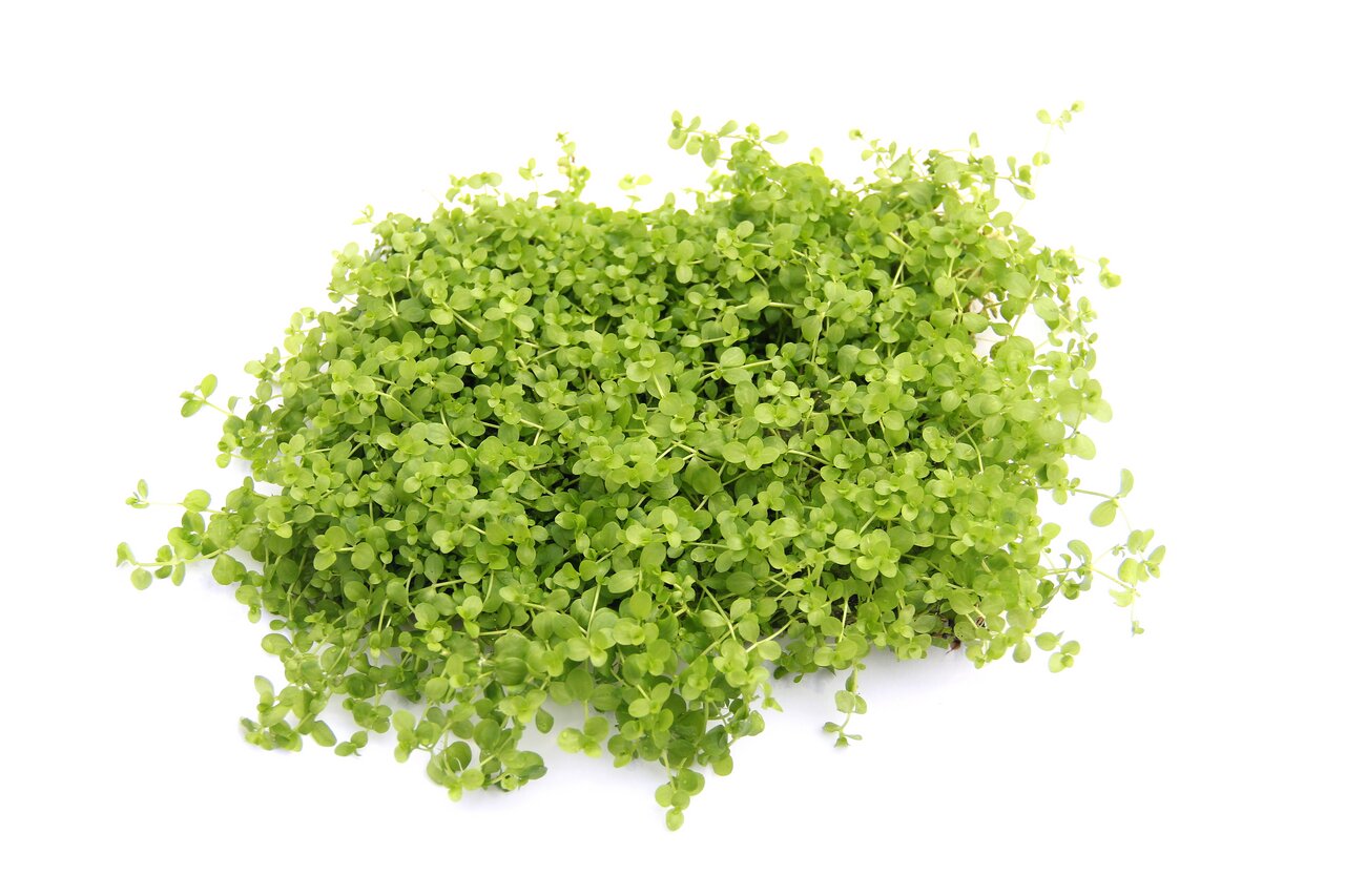ALOHA Bodendecker-Moos, dicht gewachsen, kleine runde Blätter, für Aquarien-Terrarien, dekorativer Untergrund, natürliche Textur.