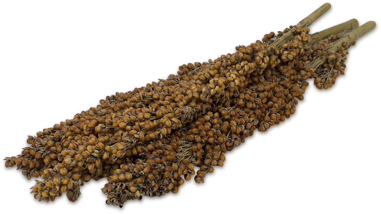 JR FARM Kolbenhirse, 100 g, für Vögel (Wellensittiche, Kanarienvögel), natürliche Leckerei & Beschäftigung, nährstoffreich.