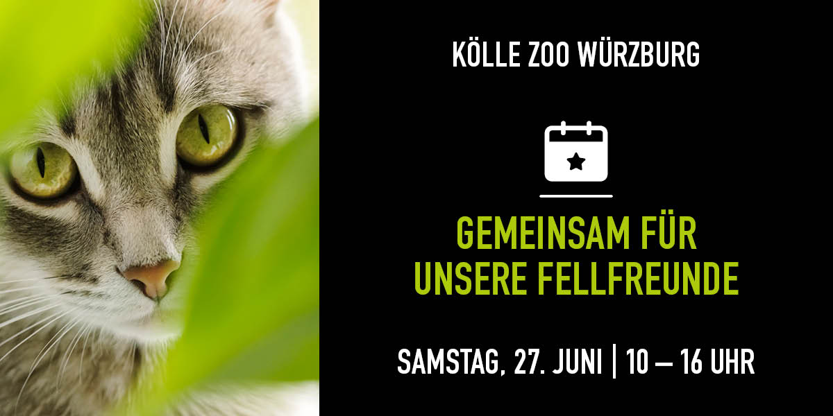 Getigerte Katze schaut durch Blätter, Eventdetails und Vorteile rechts.