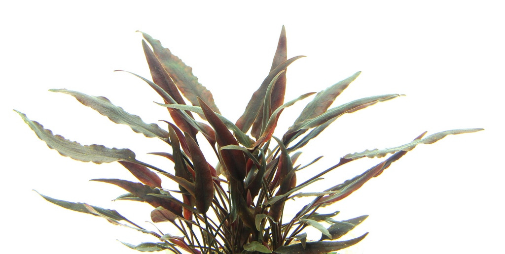 ALOHA künstl. Aquarienpflanze 4251127255040, für Aquarienliebhaber, grün-rot, natürl. Optik, Deko & Versteckmöglichk.