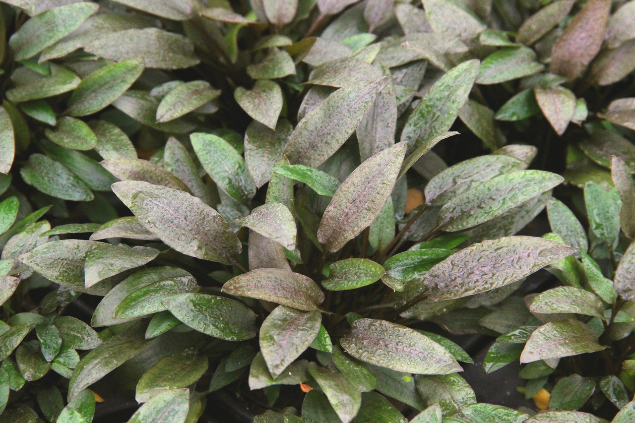 Cryptocoryne wendtii 'Tropica', Wasserpflanze für Süßwasseraquarien, grüne & braune Blätter, ideal als Versteck für Fische.