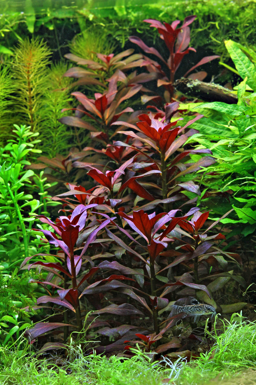 Alternanthera reineckii 'Rosaefolia', rote Pflanze f. Aquarien, starker Kontrast z. grünen Pflanzen, ideal f. Unterwasserlandschaften.