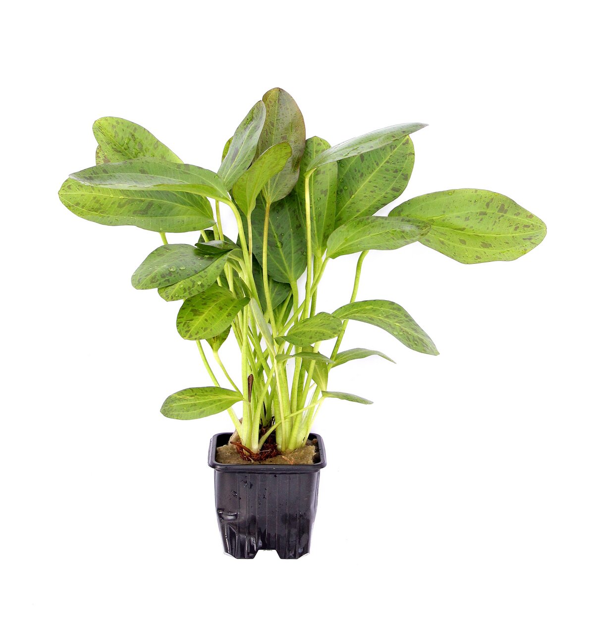 ALOHA Wasserpflanze im schwarzen Topf, ideal für Aquarien-feuchte Umgebungen, längliche Blätter, gesund & kräftig gewachsen.