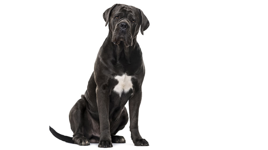 Schwarzer Cane Corso vor weißem Hintergrund