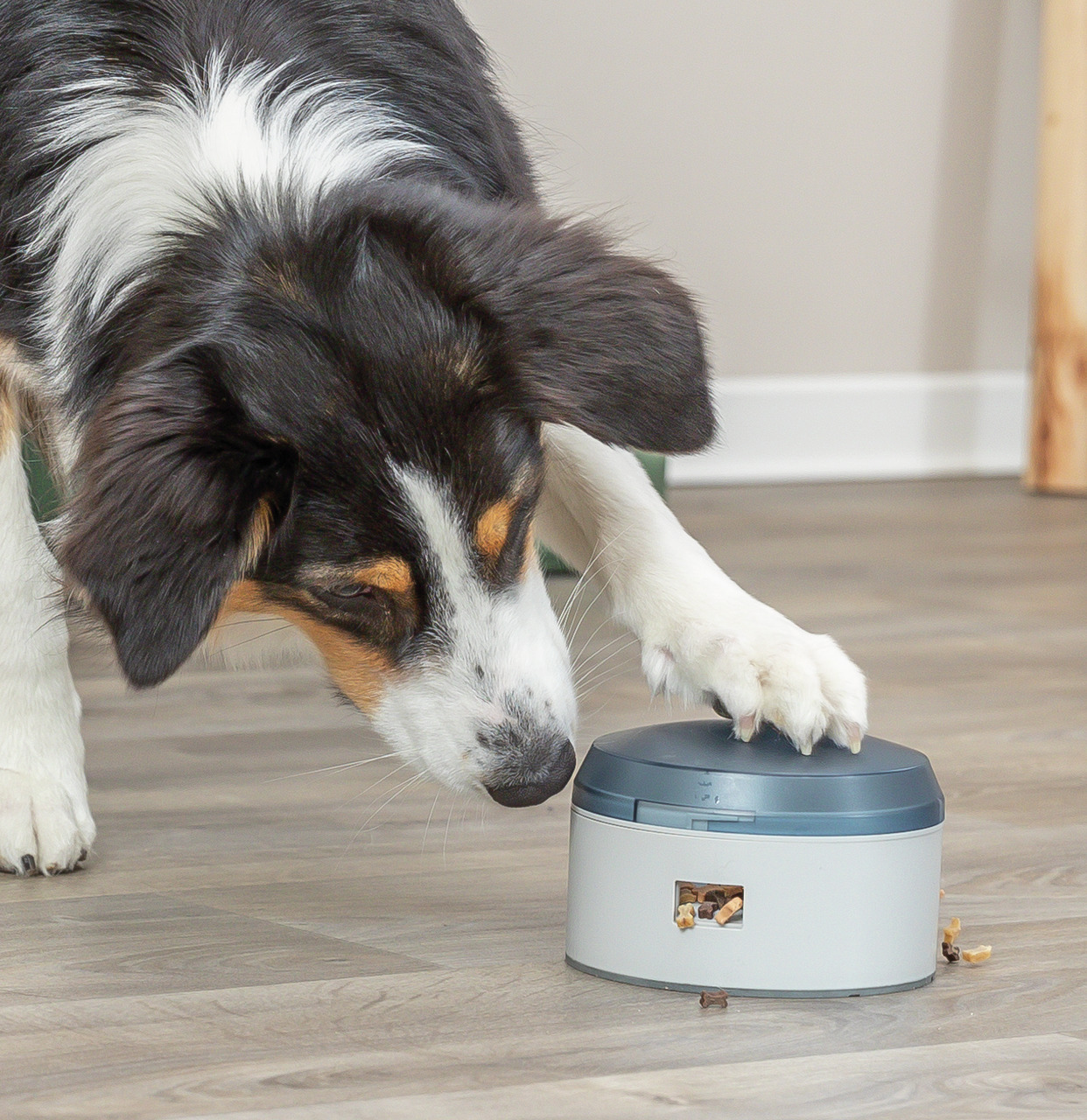Ein schwarz-weißer Hund mit braunen Abzeichen spielt mit dem TRIXIE Dog Activity Memory Trainer 3.0, einem interaktiven Spielzeug für Hunde. Das Gerät gibt Leckerlis aus, wenn der Hund den Mechanismus betätigt. Zielgruppe: Hunde. Fördert geistige Aktivitä
