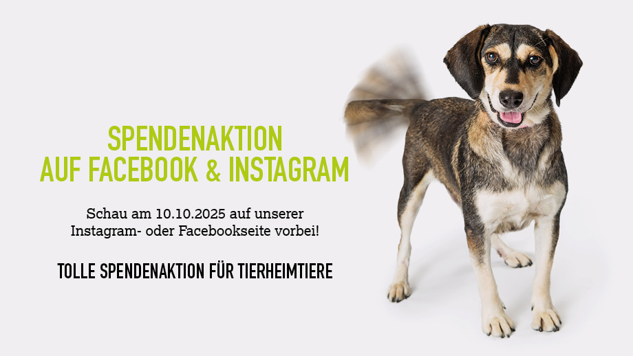 Hund auf hellem Hintergrund Spendenaktion Social Media