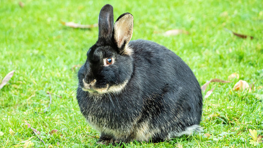 Bergewicht Bei Kaninchen Teaser