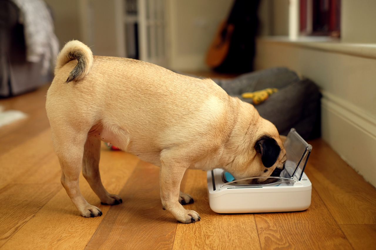 Ein beige-farbener Mops frisst aus einem SureFeed-Futterautomaten mit Deckel. Der SureFeed ist ein automatischer Futterspender, ideal für Hunde oder Katzen, der das Futter frisch hält und unbefugten Zugriff verhindert. Im Hintergrund sind ein Hundebett un