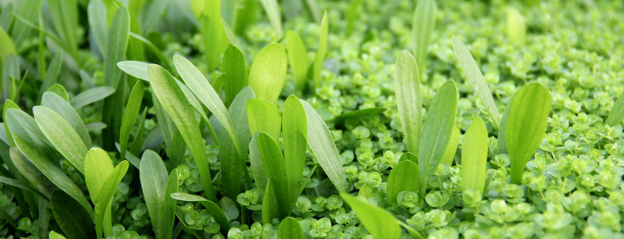 ALOHA Katzengras, speziell für Katzen, saftige Halme, unterstützt Verdauung & Wohlbefinden, natürliche Ergänzung.