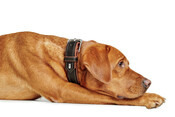 HUNTER Halsband Canadian UP 65/L Rindsleder schwarz/cognac