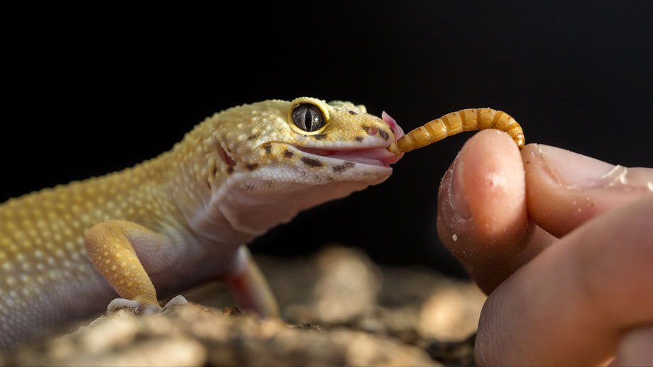 Leopardgecko frisst einen Wurm aus der Hand