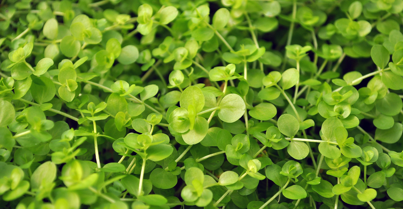 Das Bild zeigt eine Nahaufnahme von frischem, grünem Majoran (Origanum majorana), einer beliebten Kräuterpflanze. Die kleinen, ovalen Blätter sind dicht gewachsen und leuchten in verschiedenen Grüntönen. Majoran wird häufig in der Küche verwendet, um Spei