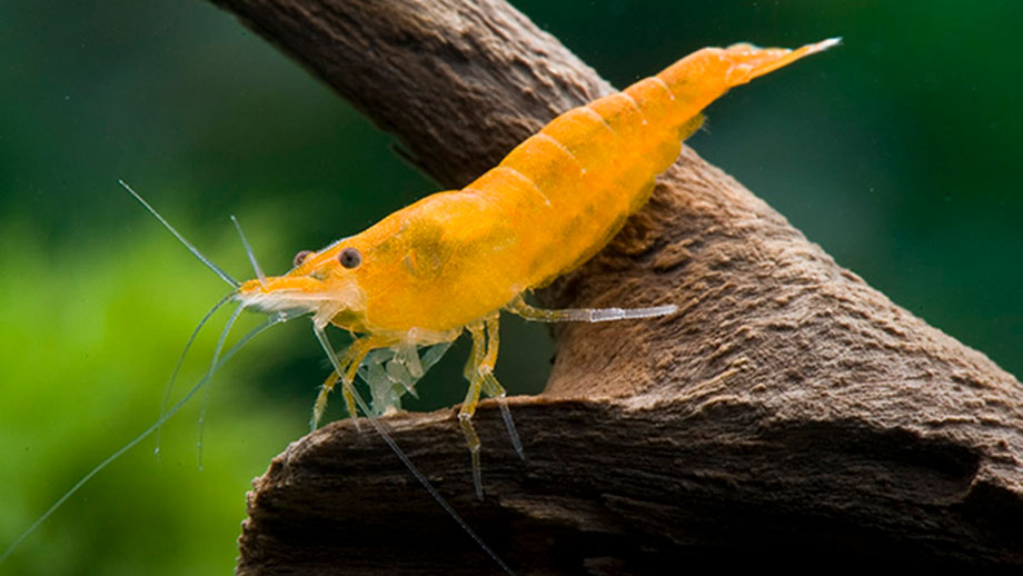 Steckbrief Neocaridina Davidi Orangefire Teaser