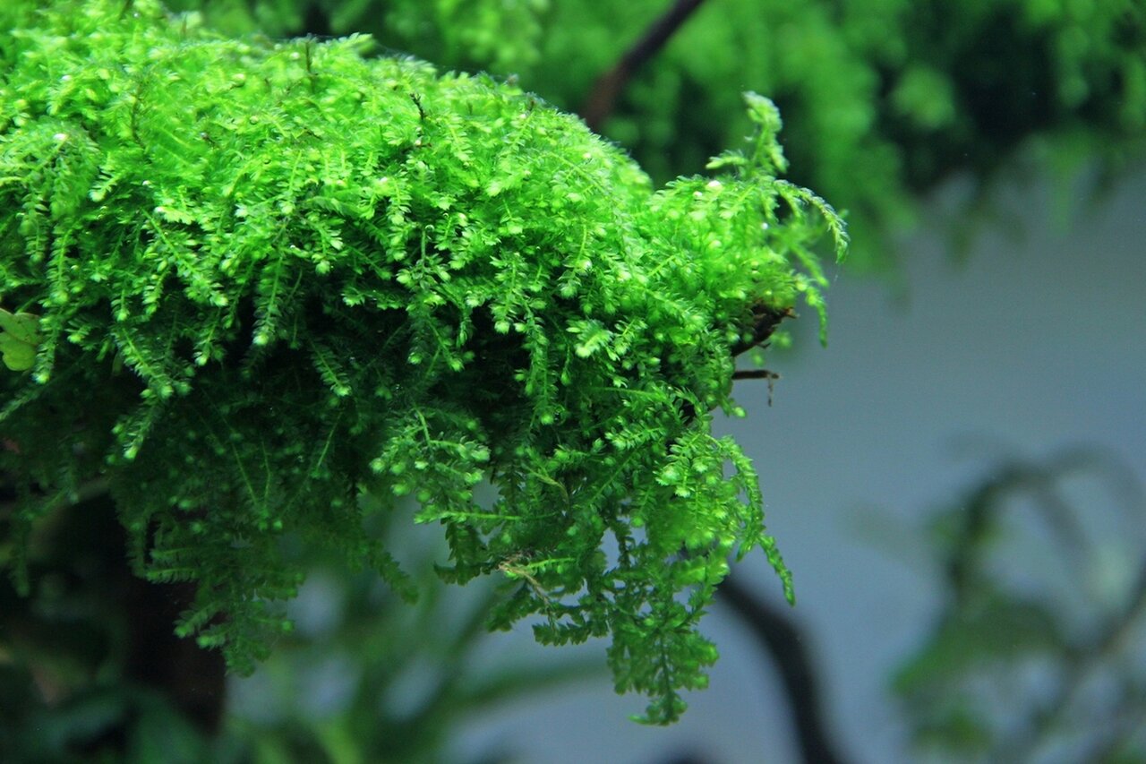 Üppiges Javamoos (Taxiphyllum barbieri) für Aquarien, leuchtend grün, gesund, ideal für Dekoration, wächst auf Ästen.