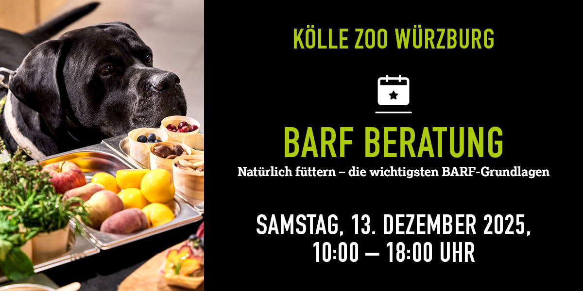 Schwarzer Hund schnuppert an BARF-Probierhäppchen bei Beratungsevent.