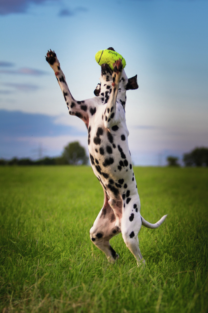 KONG Squeezz Tennisball für Hunde, gelb, ideal für Apportierspiele, perfekt für aktive Hunde & Besitzer, die Spielspaß suchen.