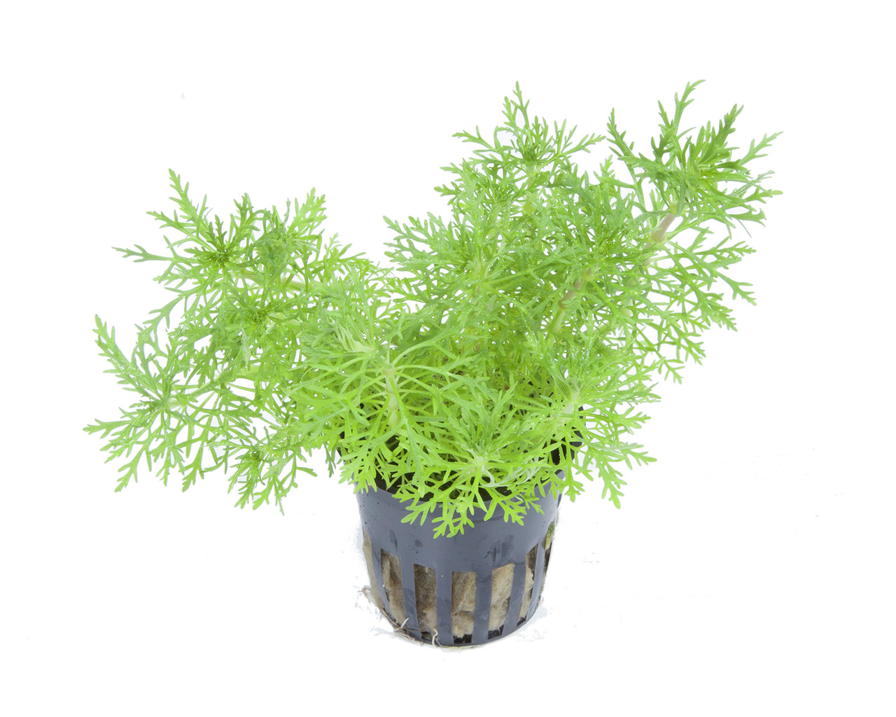 Tropica Wasserpflanze im Kunststofftopf, ideal für Aquarien, farnartige Blätter, frisch & gesund, perfekt für Aquarienliebhaber.