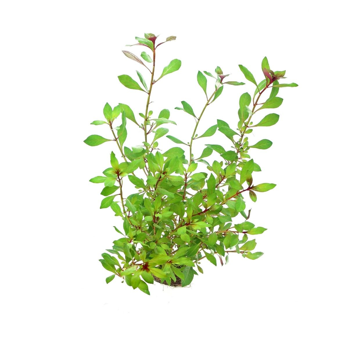 ALOHA Ludwigia repens RUBIN