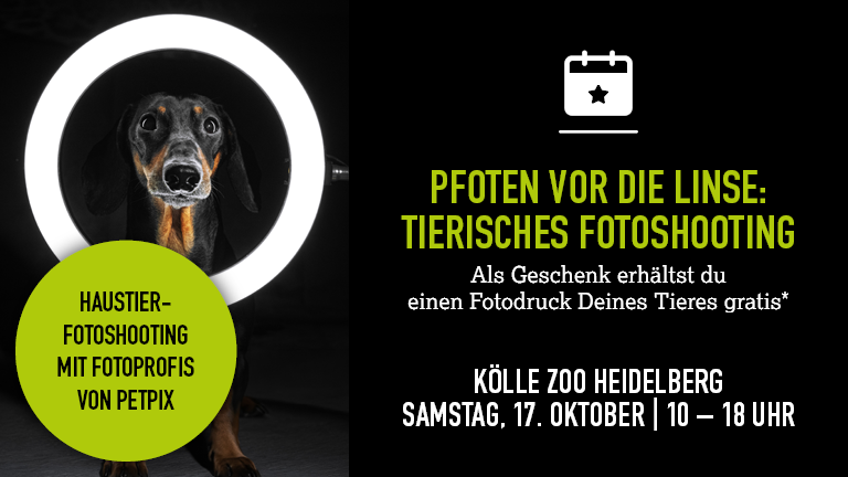171026 Fotoshooting Heidelberg Mobile 768x432px