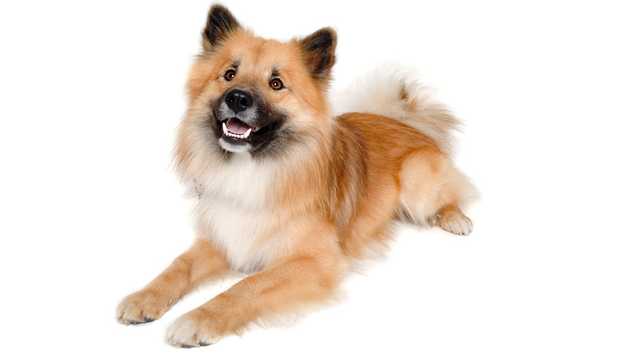 Steckbrief Eurasier Teaser