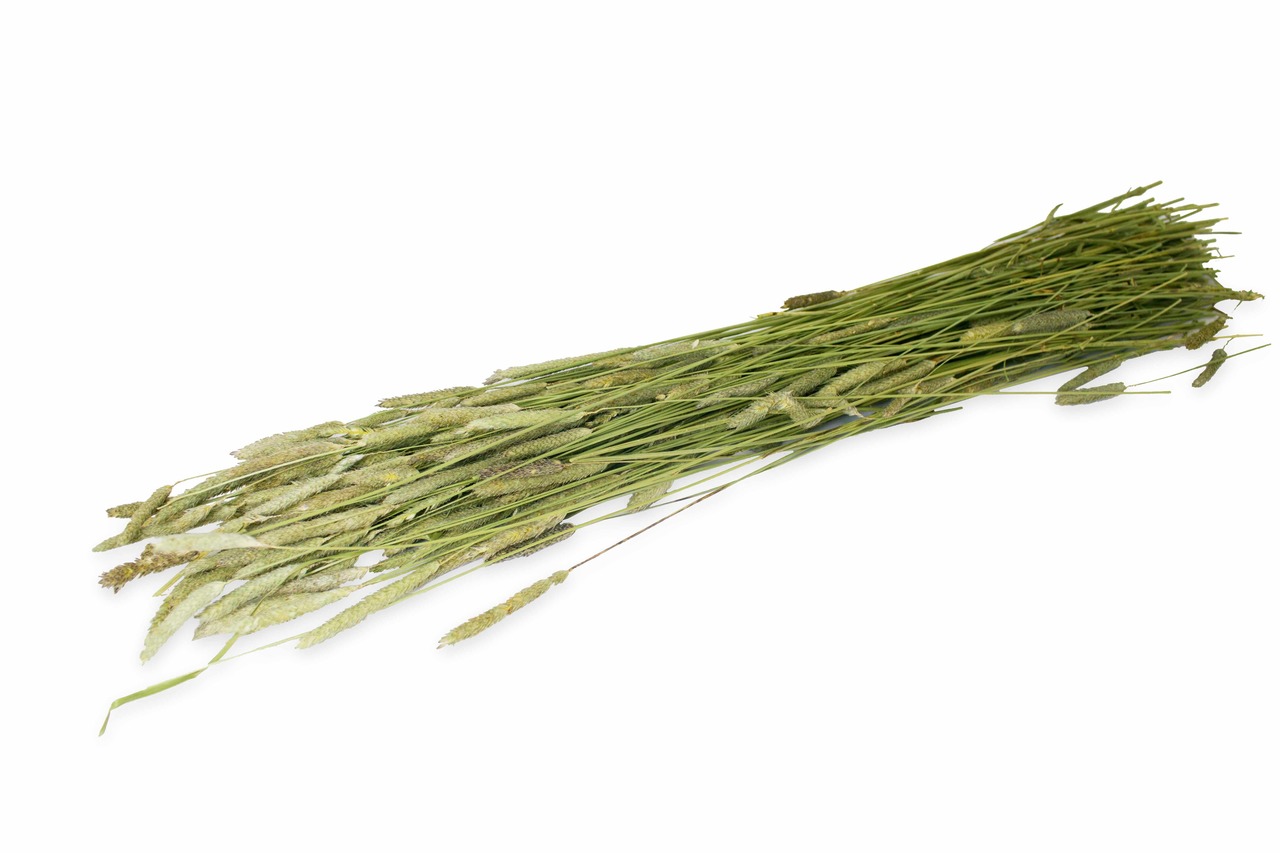 JR FARM Spitzwegerich, Ergänzungsfutter f. Kaninchen/Meerschweinchen, getr. Stängel, verdauungsfördernd, ca. 100 g, gesund & lecker.