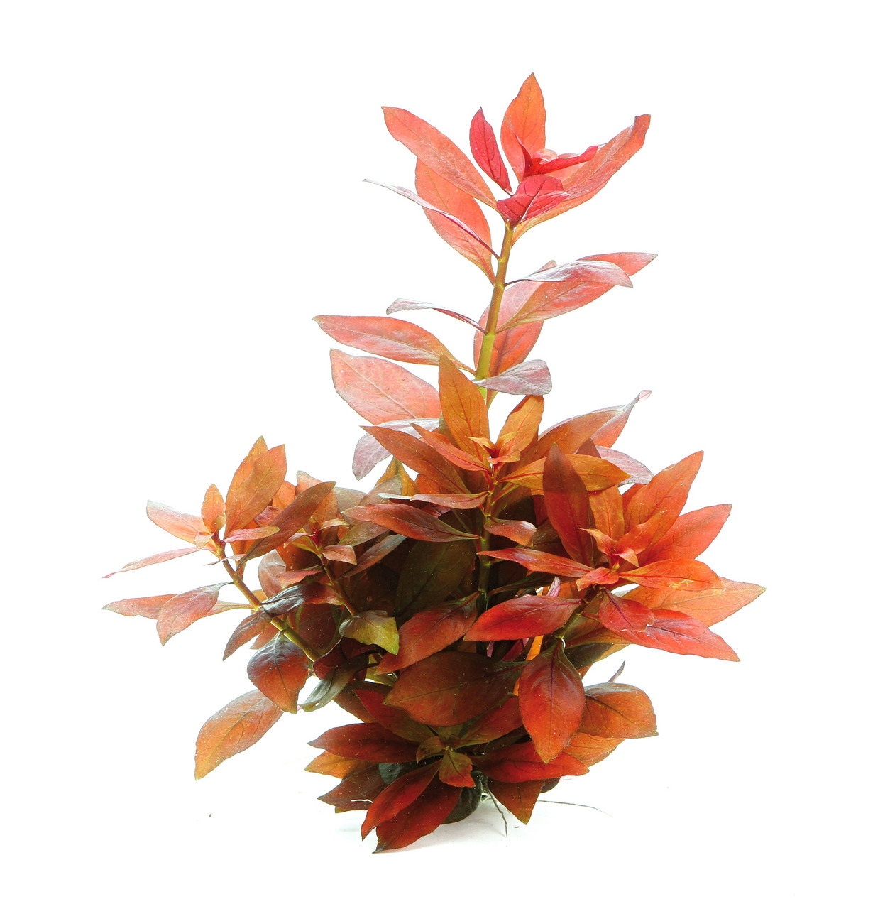 Ludwigia repens 'Rubin', Wasserpflanze für Süßwasseraquarien, rote Blätter, dekorativ, Sauerstofflieferant, dicht & kräftig gewachsen.