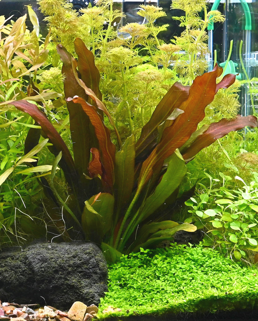 Üppige Unterwasserlandschaft mit Echinodorus, Bodendeckern, feinfiedrigen Pflanzen, Stein auf Kiesboden, Aquarientechnik im Hintergrund.
