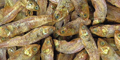 Sera getrocknete Futterfische, für Zierfische & Reptilien, proteinreich, goldbraun, große Menge, Nahrungsergänzung.