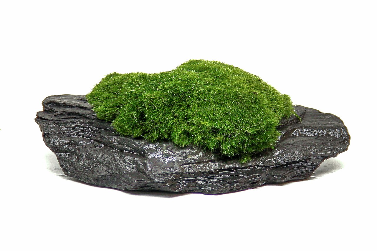 Das Bild zeigt einen dekorativen Stein mit einer üppigen, grünen Moosbedeckung, der für Aquarien oder Terrarien geeignet ist. Die Marke ALOHA bietet dieses Produkt speziell für Aquaristik-Enthusiasten an. Es dient als natürlicher Blickfang und fördert ein