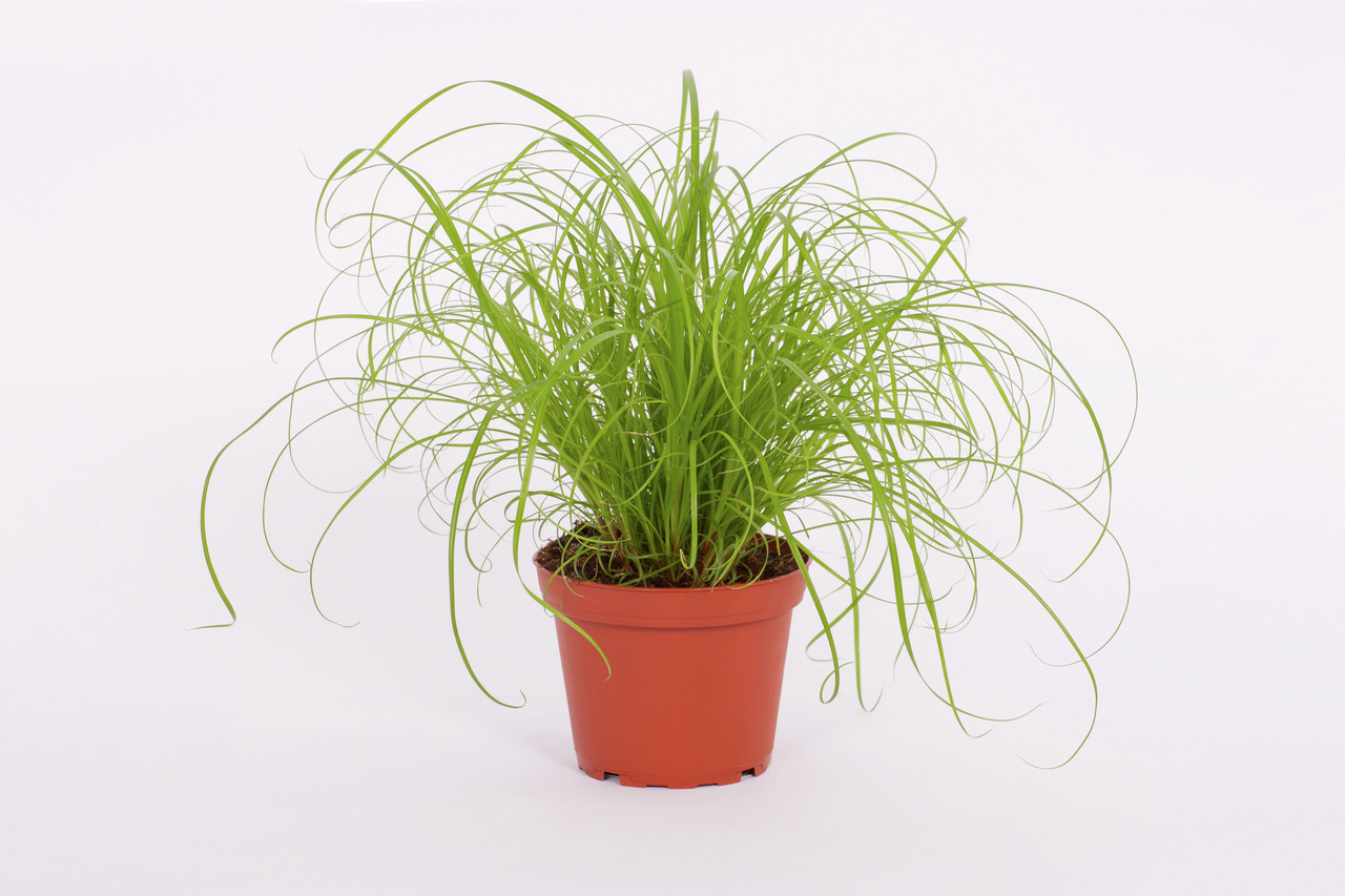 PetSnack Katzengras, frisches Naturergänzungsfutter für Katzen, fördert Verdauung, ideal innen, dichter Wuchs, roter Topf.