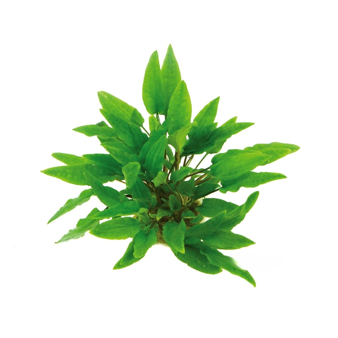 ALOHA Cryptocoryne wendtii GRÜN