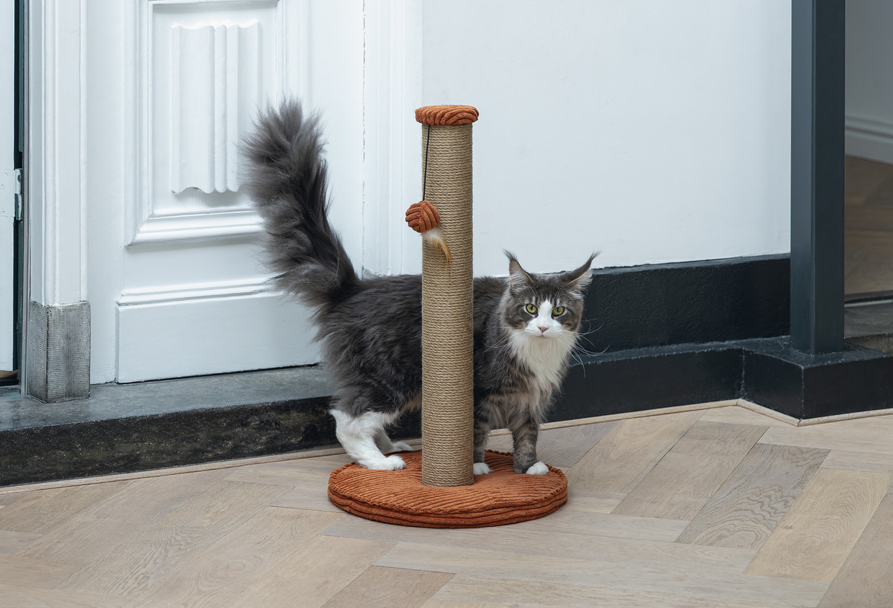 Kratzbaum „Designed by Lotte“ für Katzen, orange Basis, Sisalsäule, modernes Design, geeignet für Katzen, ca. 125 Zeichen.