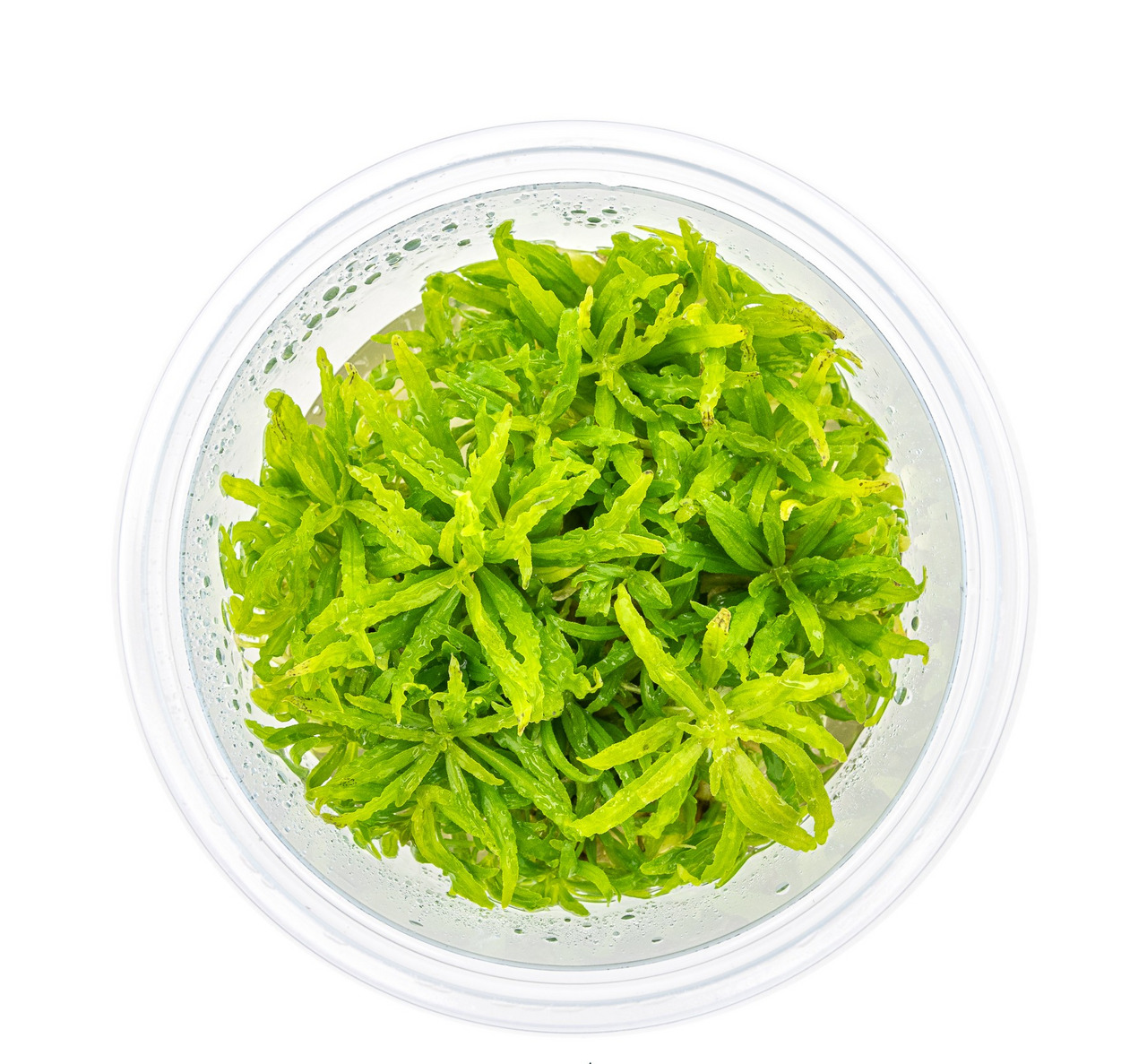Frischer Wassersalat (Pistia stratiotes) im runden Plastikgefäß, ideal für Aquarien-Teiche: nat. Deko & Sauerstoffversorgung.