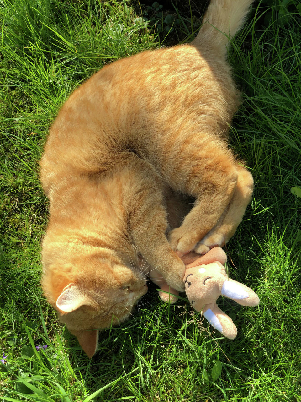 Aumüller Katzenspielkissen Baldi Bunny mit Baldrian und Dinkelspelz Katzenspielzeug