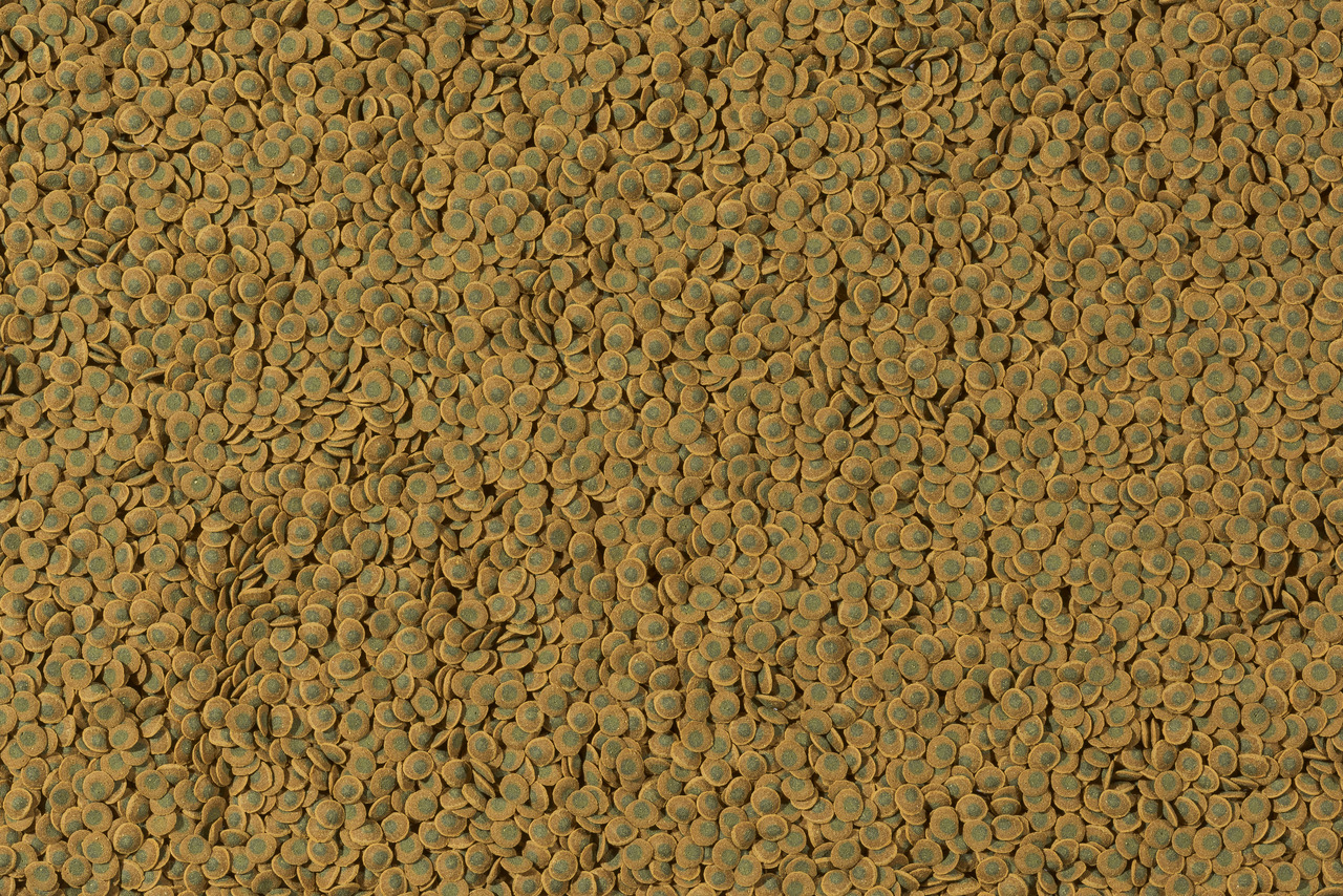 Das Bild zeigt eine große Menge an braun-grünen Futtertabletten für Aquarienfische. Es handelt sich um das Produkt „Tetra Pleco Tablets“, ein Fischfutter speziell für Bodenfische und Welse. Die Tabletten enthalten pflanzliche Inhaltsstoffe und Spirulina-A