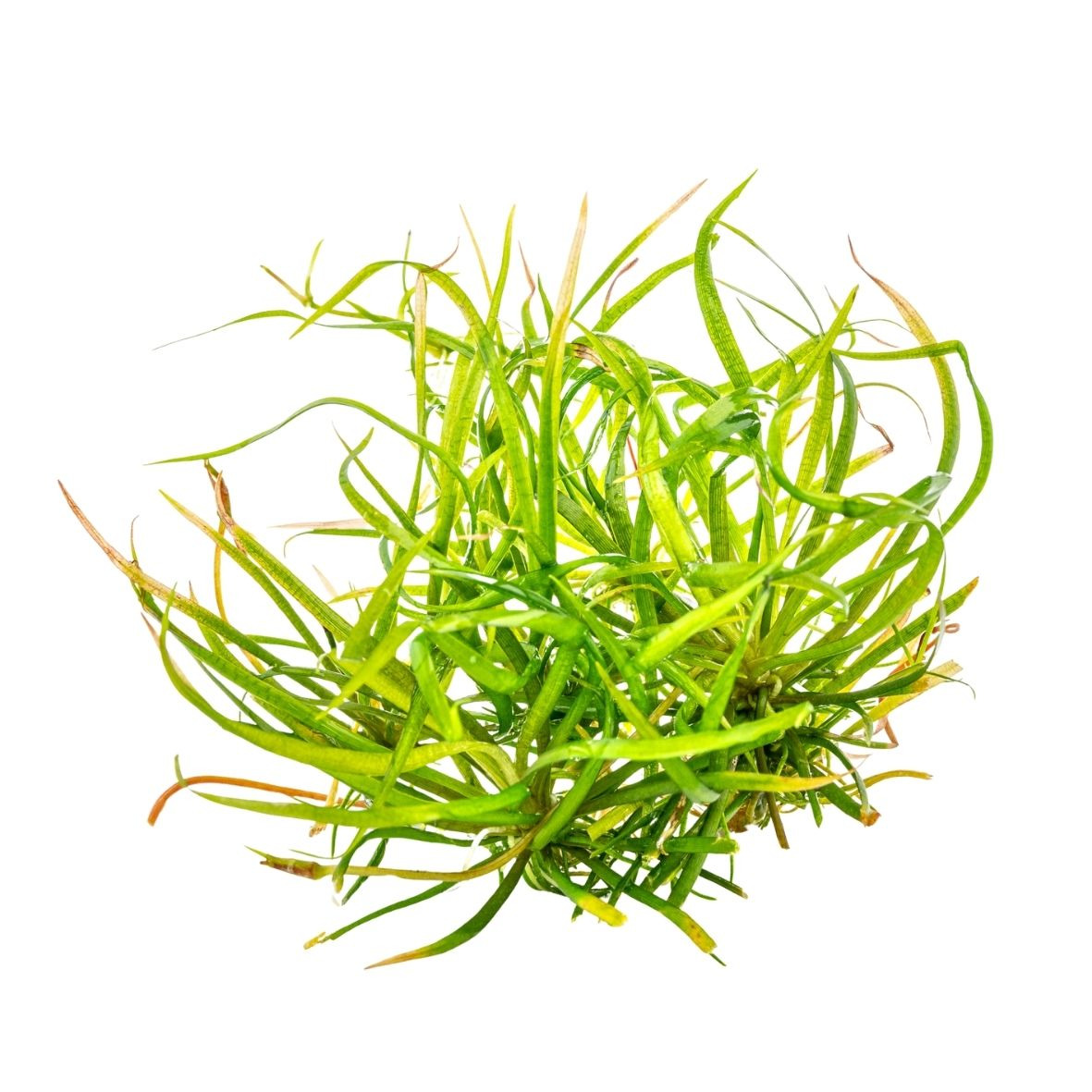 ALOHA Helanthium tenellum "Red" Cup  C109